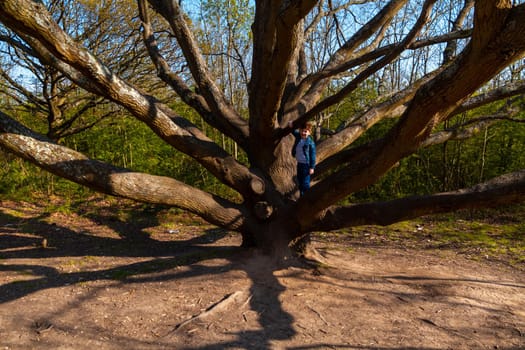 Wide-shot of cute, redhead boy wearing jeans and a blue denim jacket climbing on a bare tree on a sunny day