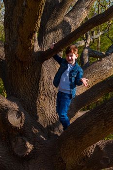 Full-length shot of cute, redhead boy wearing jeans and a blue denim jacket climbing on a bare tree on a sunny day