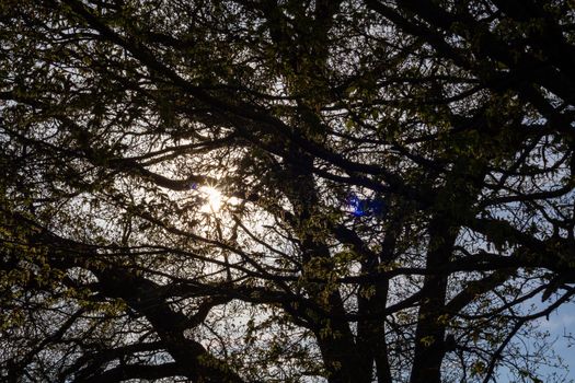 Wide-shot of the sun shining through the branches of a tree on a spring day