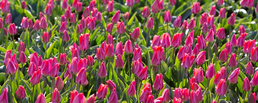 panorama picture with pink tulips in field under blue sky