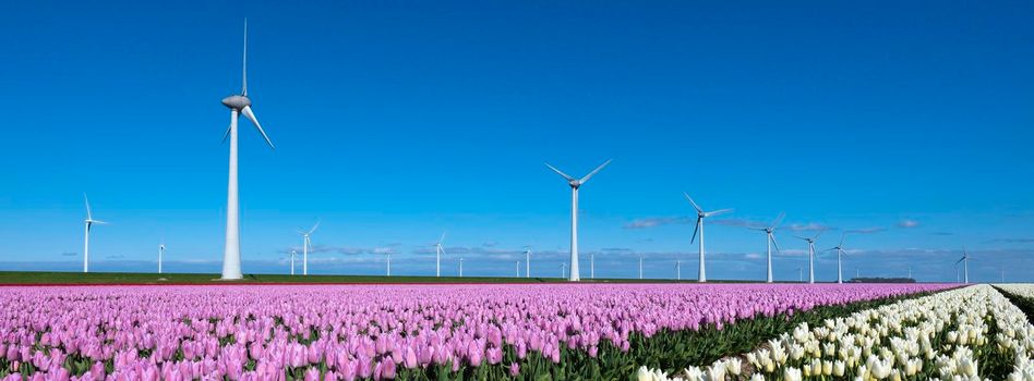 field in noordoostpolder with pink and white tulips and wind turbines under blue sky in the netherlands