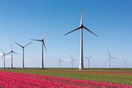dutch region noordoostpolder with wind turbines and red tulips under blue sky in the netherlands