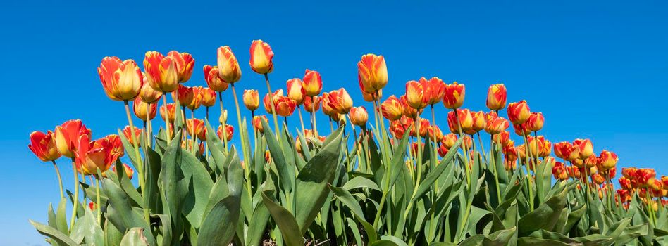 panorama picture with yellow red tulips in field under blue sky