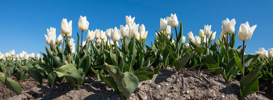 panorama picture with white tulips in field under blue sky