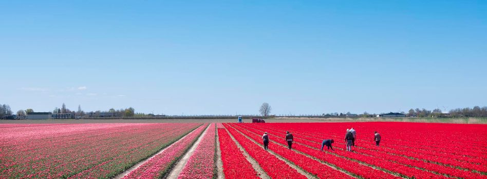 people work in field of pink and red tulips under blue sky in dutch province of flevoland in the netherlands