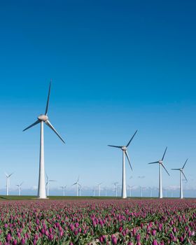dutch region noordoostpolder with wind turbines and purple tulips under blue sky in the netherlands