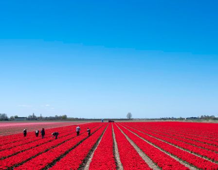 people work in field of red tulips under blue sky in dutch province of flevoland in the netherlands