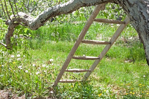 a wooden ladder leans against an apple tree with blossoms