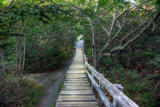  a long path of wooden steps in a park through the forest