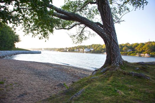 a beautiful old tree grows beside a summer lake with boats in Halifax, Nova Scotia