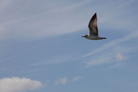  a grey bird flaps wings and soars in a blue sky 