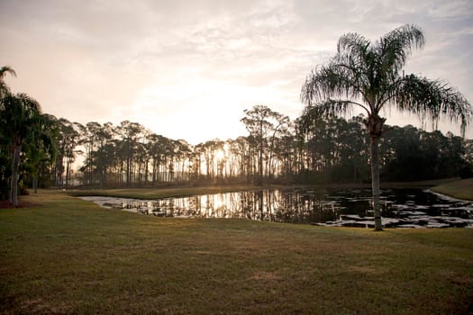  florida morning with the sun coming up behind a pond and a palm tree