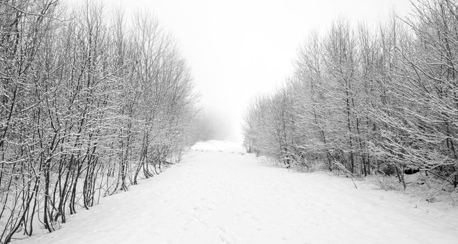  a path between empty or dead trees in a winter landscape