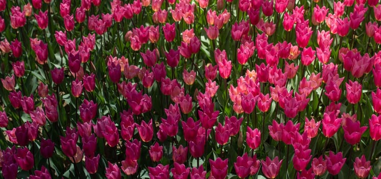 Blooming colorful tulip flowers in garden as floral background