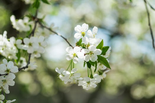 Cherry fruit flowers in bloom on tree branch, spring season, selective focus.