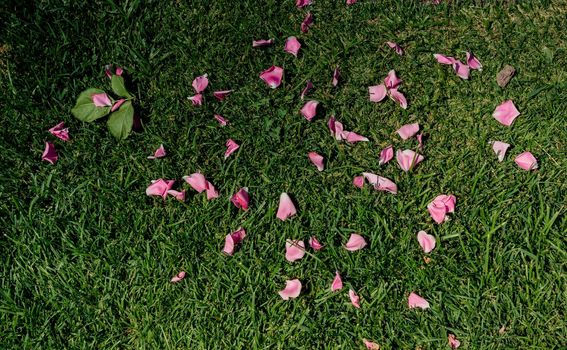 Rose petals in view representing love and romance