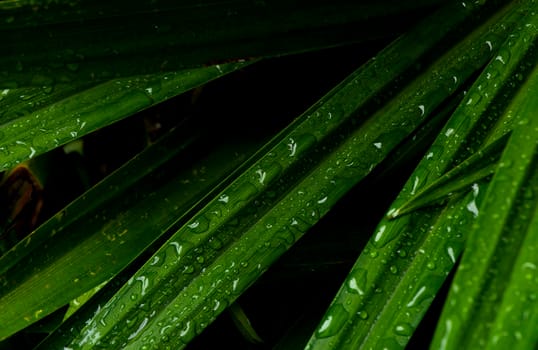 close-up water drop on lush green foliage after rainning.