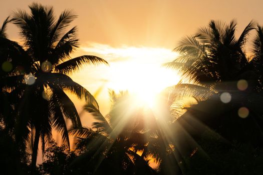 Tropical palm coconut trees on sunset sky flare and bokeh nature colorful copy space summer concept background.