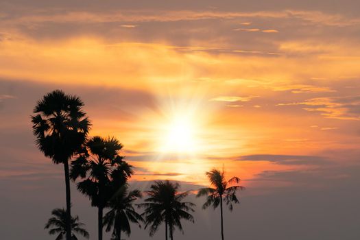 Tropical palm coconut trees on sunset sky flare and bokeh nature colorful copy space summer concept background.