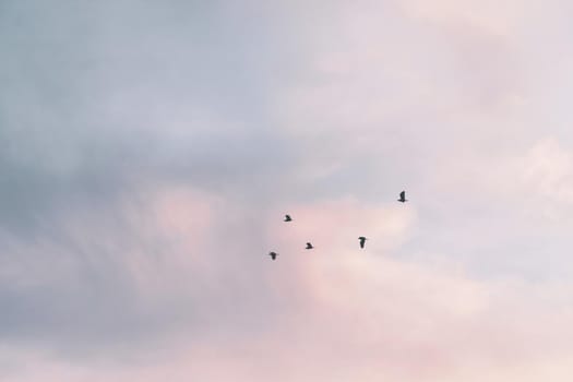 Copy space blank summer blue sky and white cloud with birds fly metaphor freedom free and fun background.