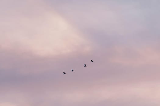 Copy space blank summer blue sky and white cloud with birds fly metaphor freedom free and fun background.