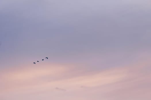 Copy space blank summer blue sky and white cloud with birds fly metaphor freedom free and fun background.