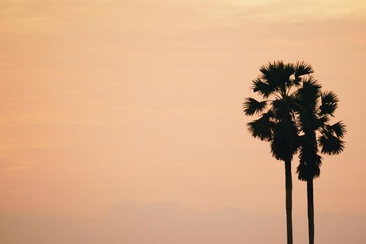 Tropical palm coconut trees on sunset sky flare and bokeh nature colorful copy space summer concept background.