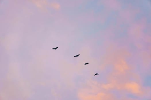 Copy space blank summer blue sky and white cloud with birds fly metaphor freedom free and fun background.