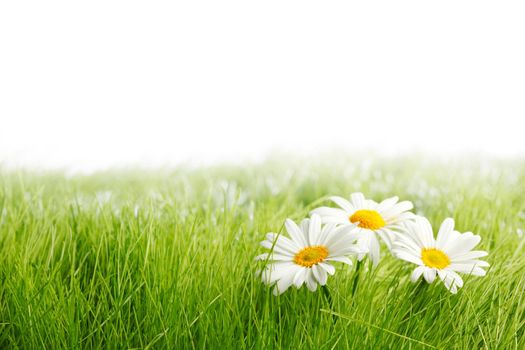 White daisy flowers in green grass isolated on white background, copy space for text