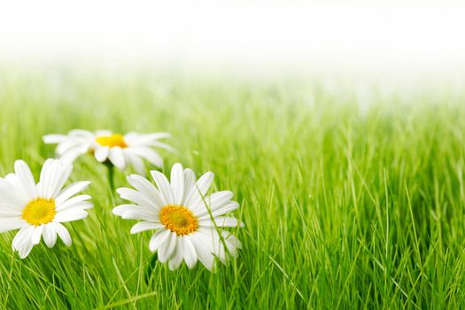 White daisy flowers in green grass isolated on white background, copy space for text