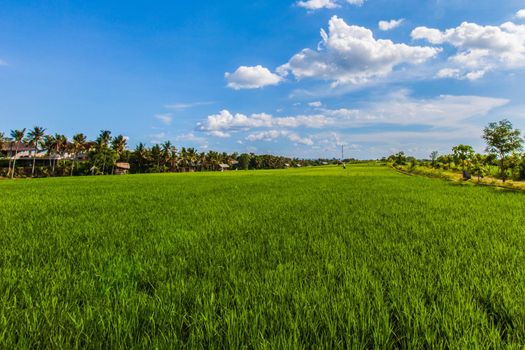 Green rice field background under blue sky, Thailand