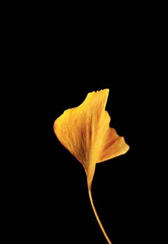 Beautiful yellow ginkgo leaf on black background ,fan-shaped leaf