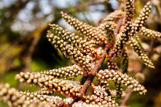 Branch with pink flowers not yet blossomed of tamarix salt cedar tree , beautiful ornamental plant