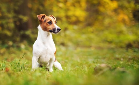 Small Jack Russell terrier sitting on meadow in autumn, yellow and orange blurred trees background.