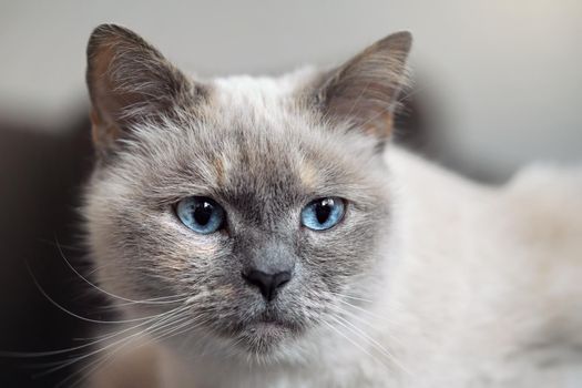 Older gray cat with piercing blue eyes, closeup detail.