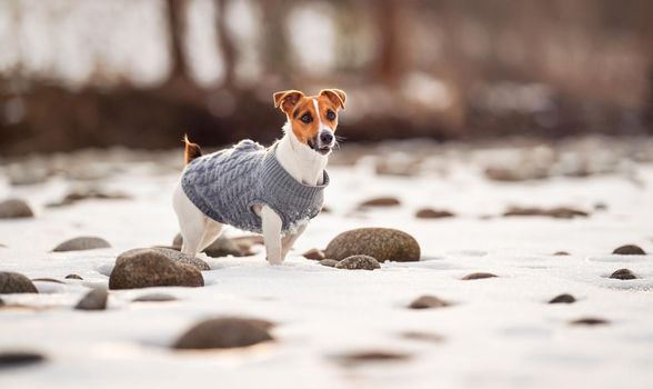 Small Jack Russell terrier in her knitted winter coat standing on snow covered field near river, few stones visible, view from side.