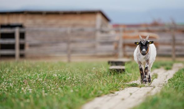 American Pygmy Cameroon goat walking on the ground wooden footpath, blurred livestock wood shelters background.