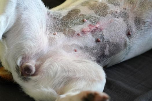 Detail on female Jack Russell terrier dog belly, scar after spay operation visible.