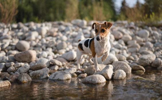 Small Jack Russell terrier walking by the river, her fur wet from swimming, one leg up, looking curious.