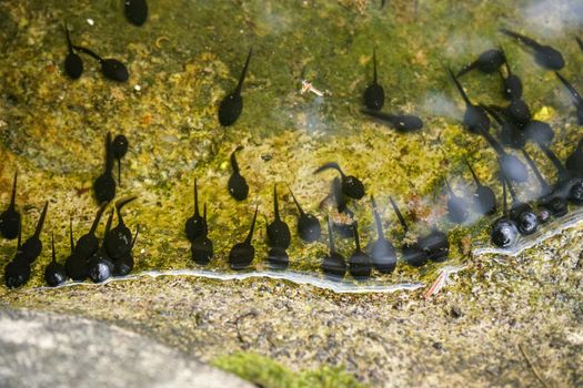 Group of small black tadpoles swimming near rocky pond shore, closeup detail.