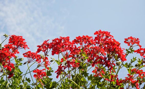 Pink red pelargonium flowers with clear sky background.