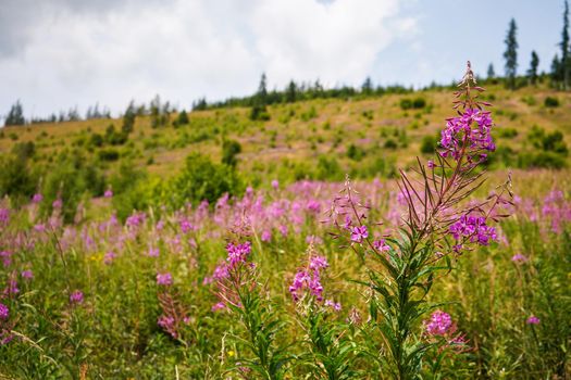 Pink purple fireweed - Chamaenerion angustifolium - flowers growing in forest meadow, blurred trees and grass background.