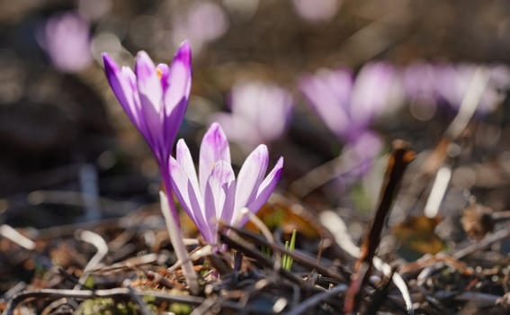 Sun shines on wild purple and yellow iris Crocus heuffelianus discolor flower.