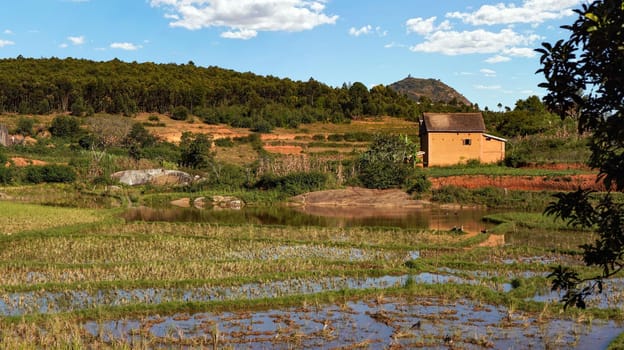 Typical scenery during sunny day near Ankafina-Tsarafidy region, houses on small hills background, wet rice fields in foreground.