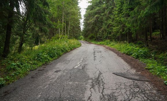 Worn asphalt forest road, trees and grass on both sides.