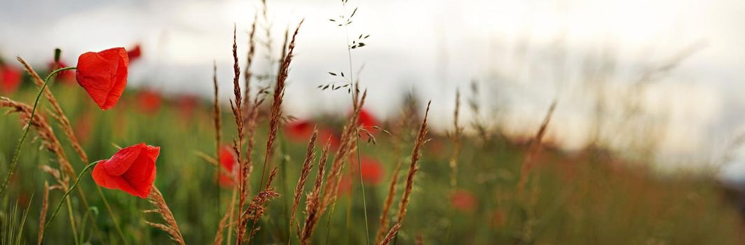 Wild red poppy flowers wide panorama, blurred overcast sky background.