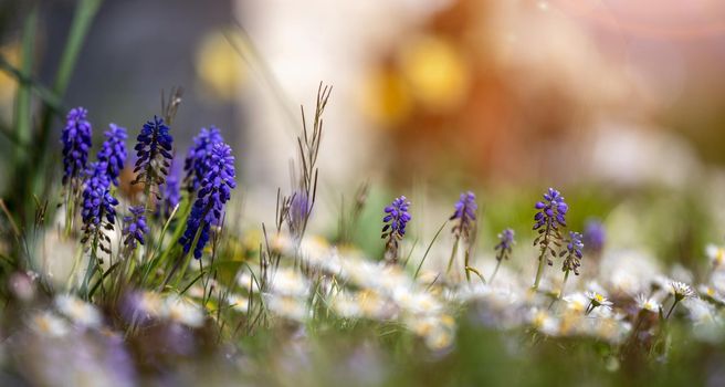 Beautiful spring time flower scenery with colorful blossoms