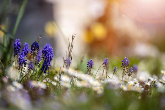 Beautiful spring time flower scenery with colorful blossoms