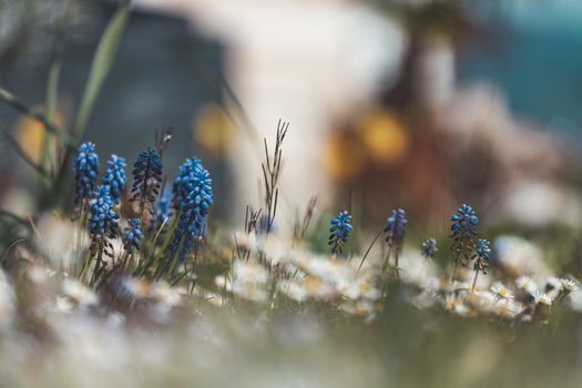 Beautiful spring time flower scenery with colorful blossoms