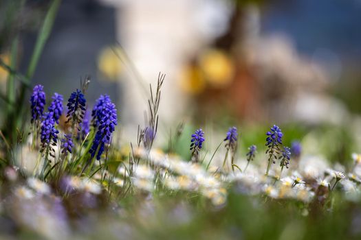 Beautiful spring time flower scenery with colorful blossoms